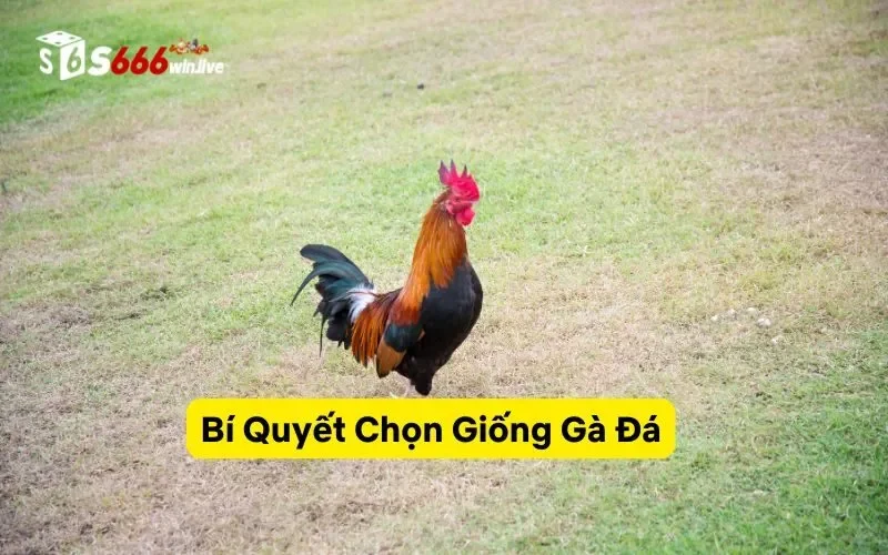Cách Nuôi Gà Đá - Bí Quyết Để Gà Đá Mạnh Mẽ