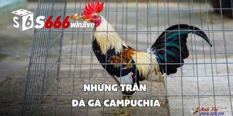 Những Trận Đá Gà Campuchia